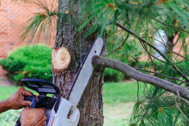 Best Tree Trimming and Pruning  in Red Corral, CA